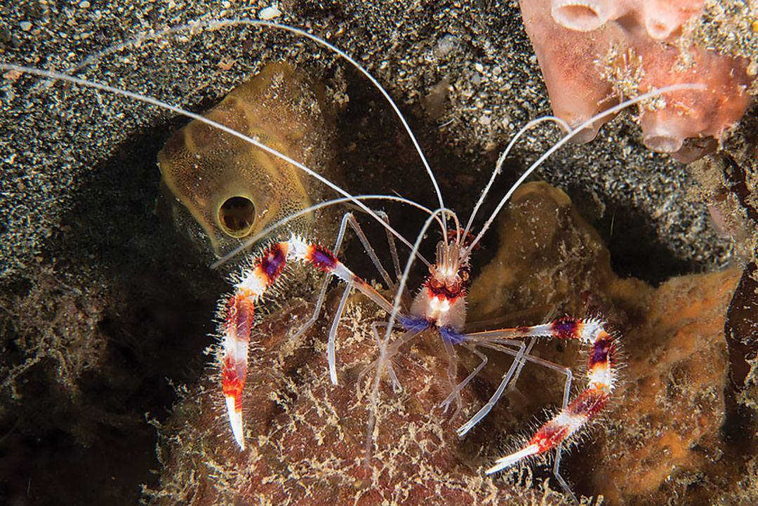 Banded Shrimp in St. Vincent, photo courtesy Serenity Dive