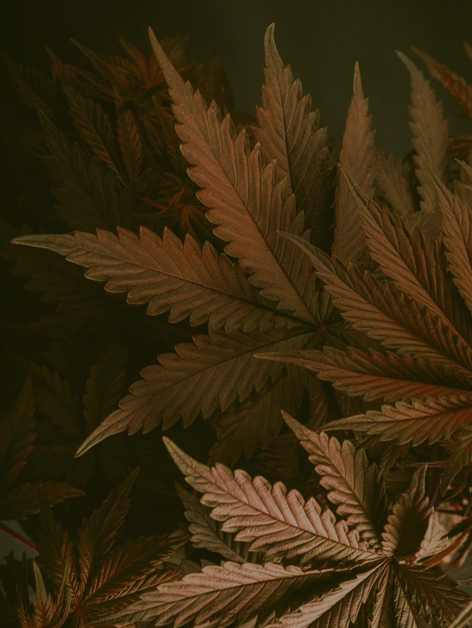 Photograph of Cannabis plants up close