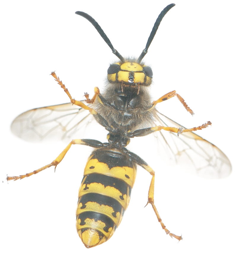 Sudden Death Termite and Pest Control