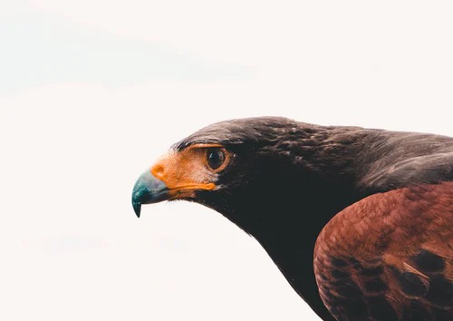 Eagle