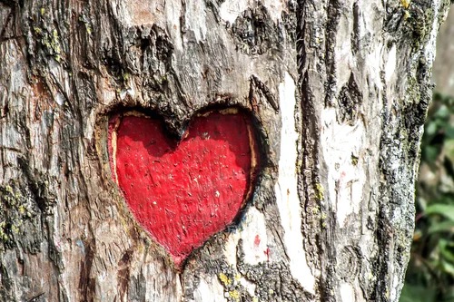 Red heart in a tree