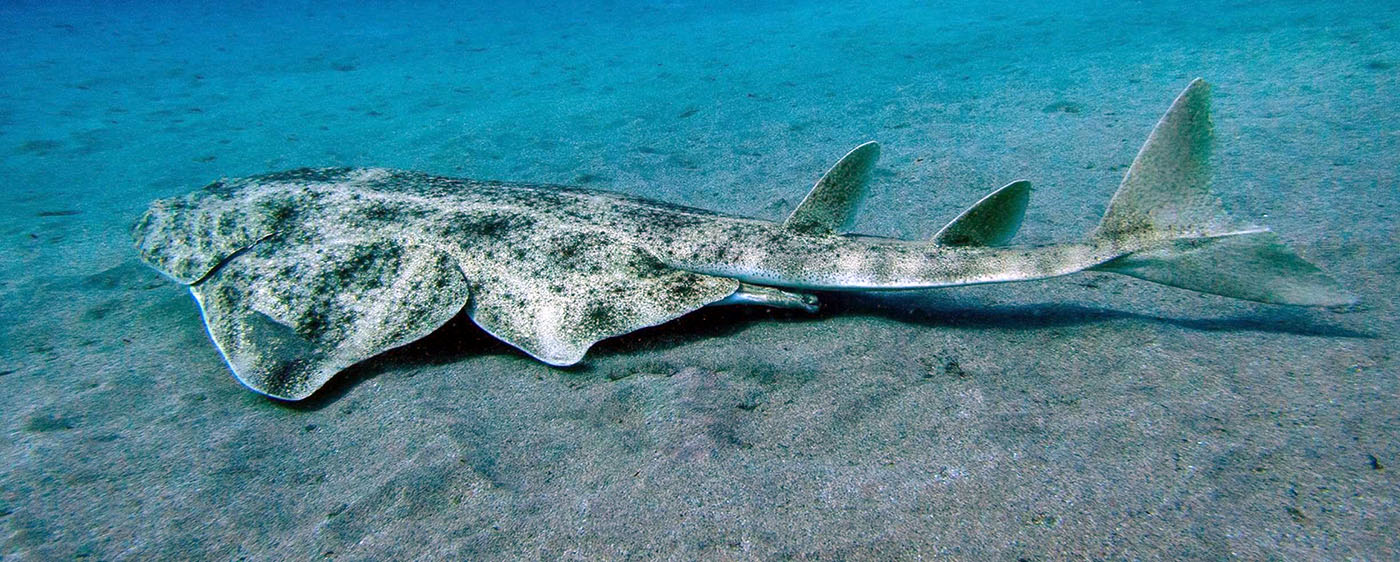 Blue Water Diving Angel Shark factfile