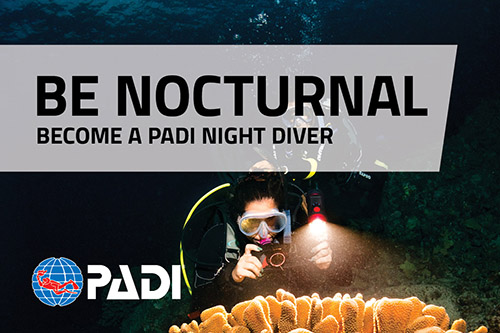 Night diver