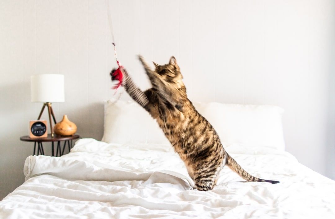 5 Best Cat Toys for Bored Cats