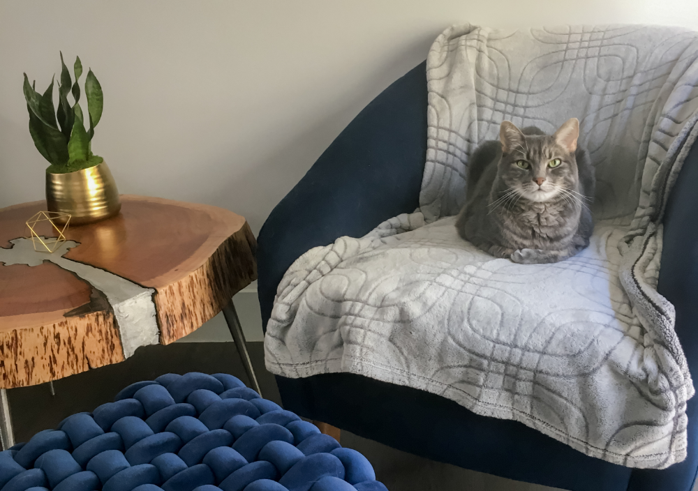 How to Stop my Cat from Scratching