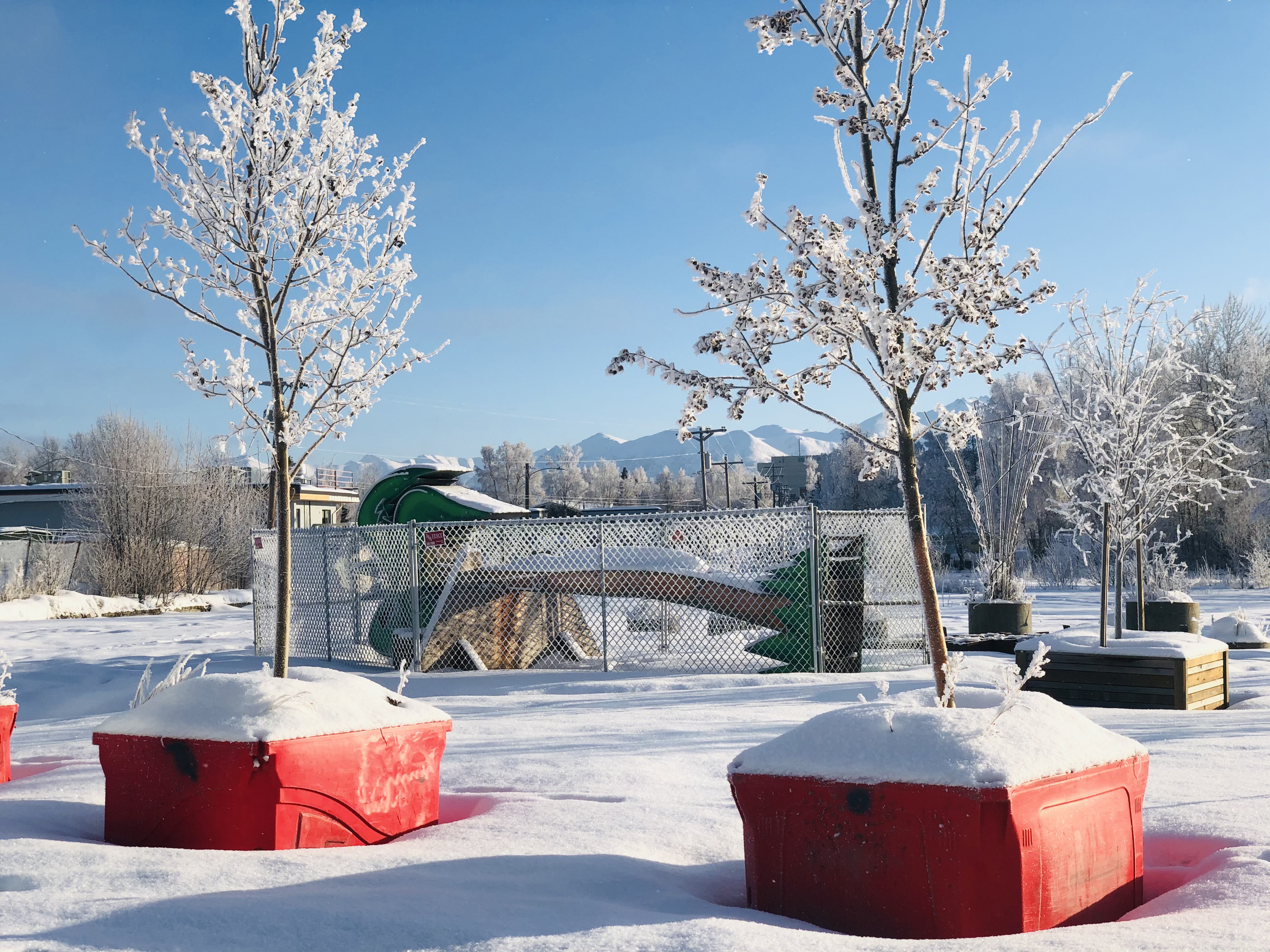 The paradise palm has been on the corner of Chugach Way and Spenard Road for over two years, but the Spenard Community Council announced new plans for the tree at their February meeting.
