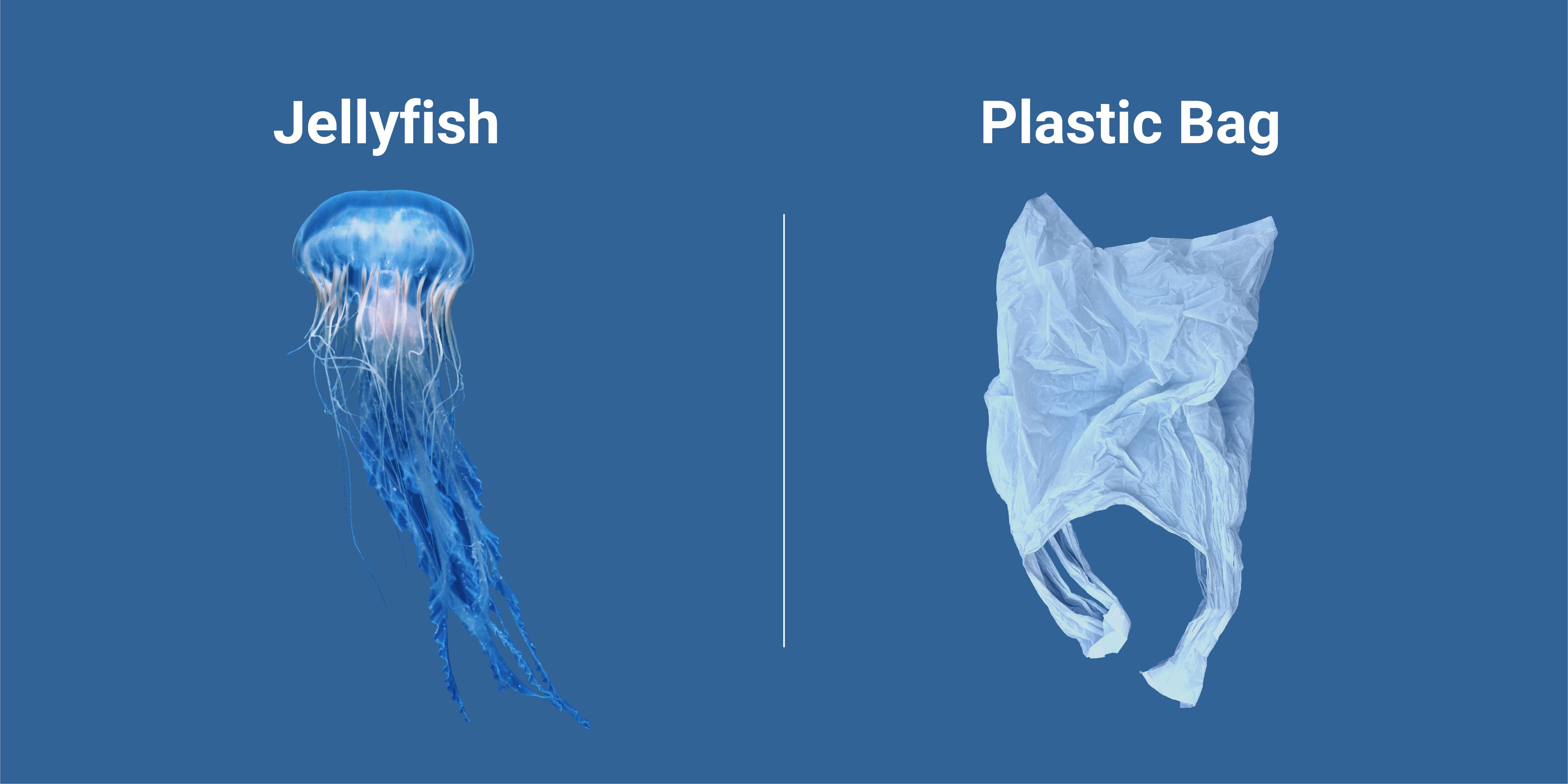 Save The Turtles By Avoiding Single use Plastics Seaman Paper save-the-turtles-by-avoiding-single-use-plastics-seaman-paper