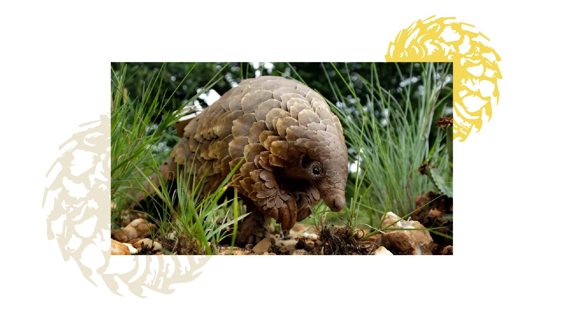 Pangolino suggested photo treatment