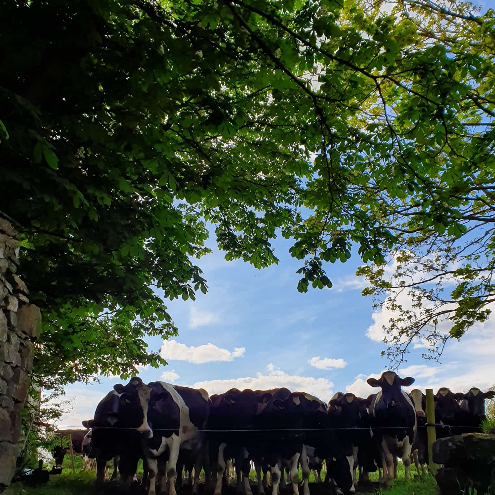 Roche's Feeds - manufacturers of the highest quality animal feeds