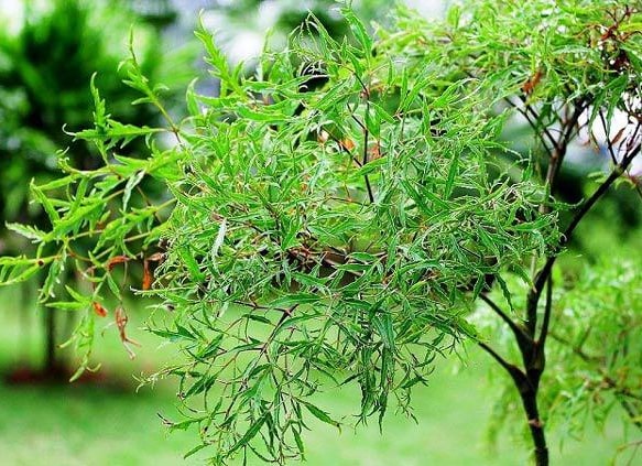 Cây đinh lăng với những công dụng tuyệt vời Phòng khám Đông y Phúc Thành