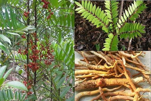 Cây Mật Nhân: Tác Dụng, Cách Dùng, Giá Tiền Và Nơi Bán