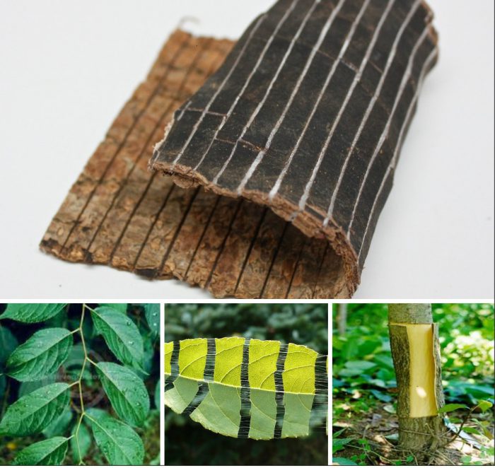 Đỗ trọng – Vị thuốc quý có trong nhiều bài thuốc cổ phương