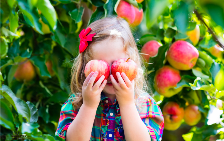 Young girl in an orchard holding fresh apples over her eyes