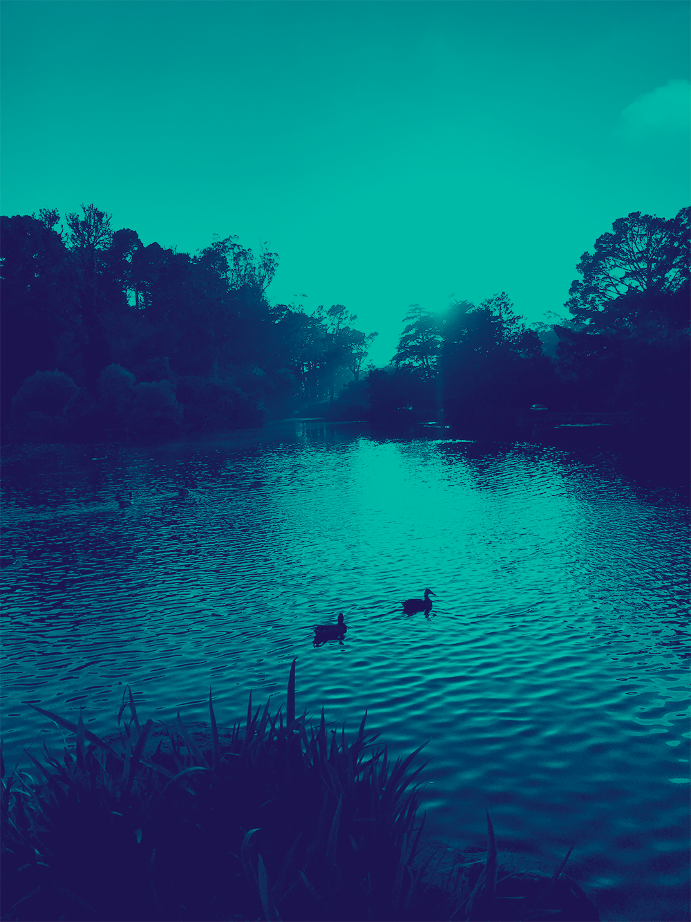 Two ducks float on Stow Lake. The sun is low on the horizon and highlights the water under the ducks. The lake edge is ringed in trees and grasses. The image has a blue tinted overlay.