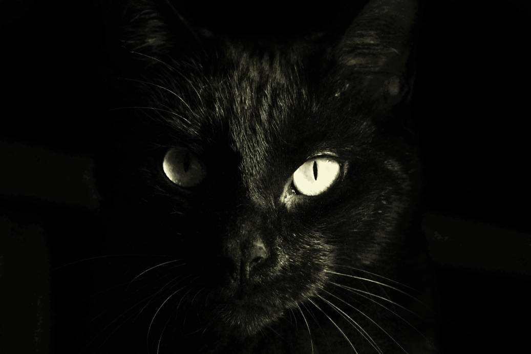 Photo is a closeup of a black cat's face. The cat has light yellow eyes