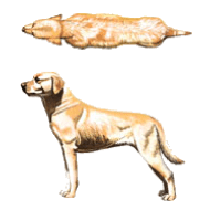 Top-down and side-on view of a dog of ideal weight.