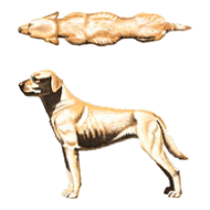 Top-down and side-on view of an underweight dog.