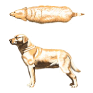 Top-down and side-on view of an overweight dog.