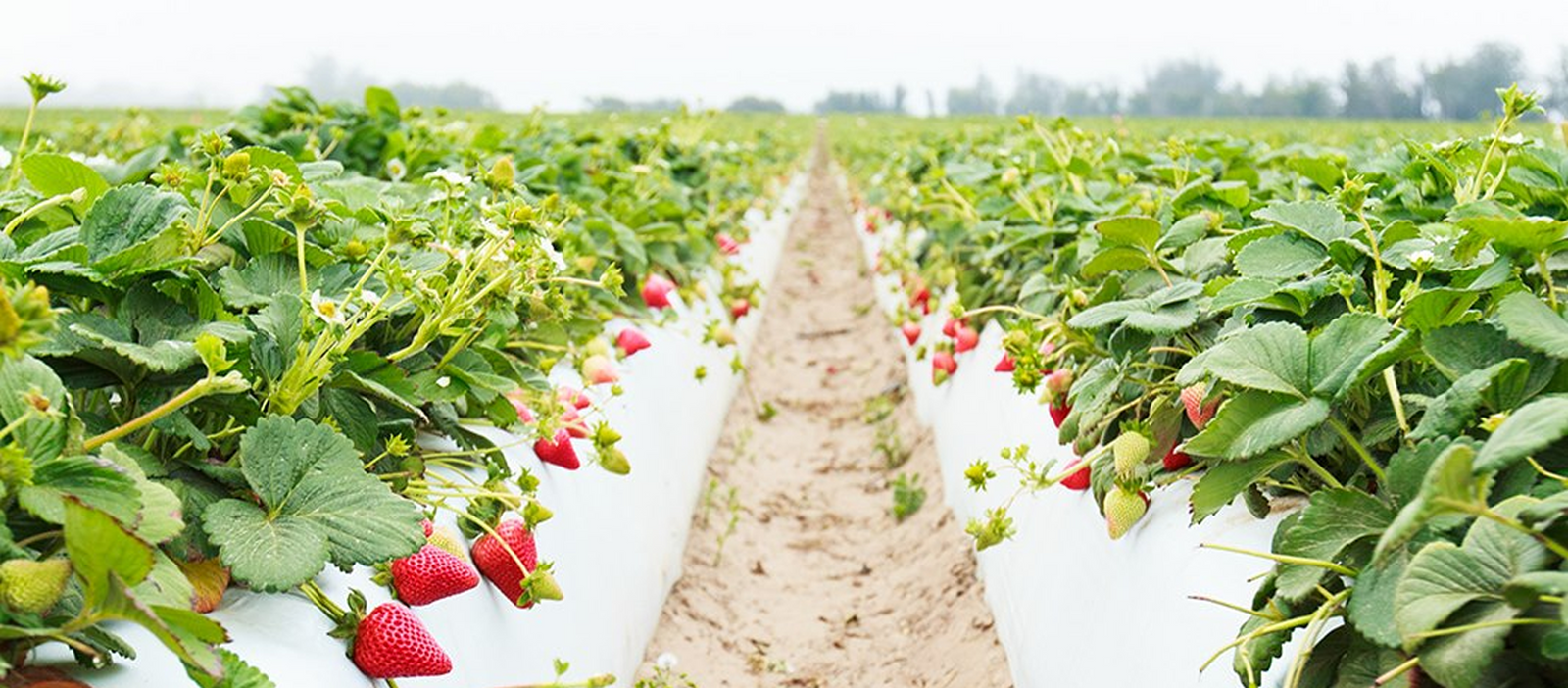 California's Better Produce. From our farm to your table.
