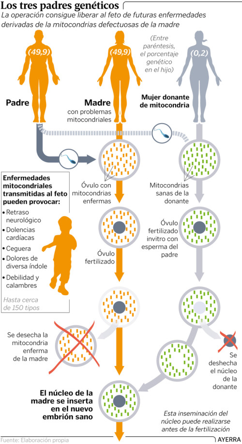 mitocondriales 3 padres