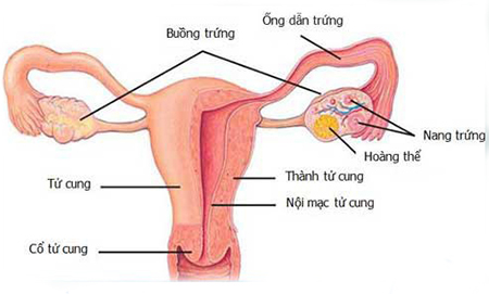 viêm vòi trứng