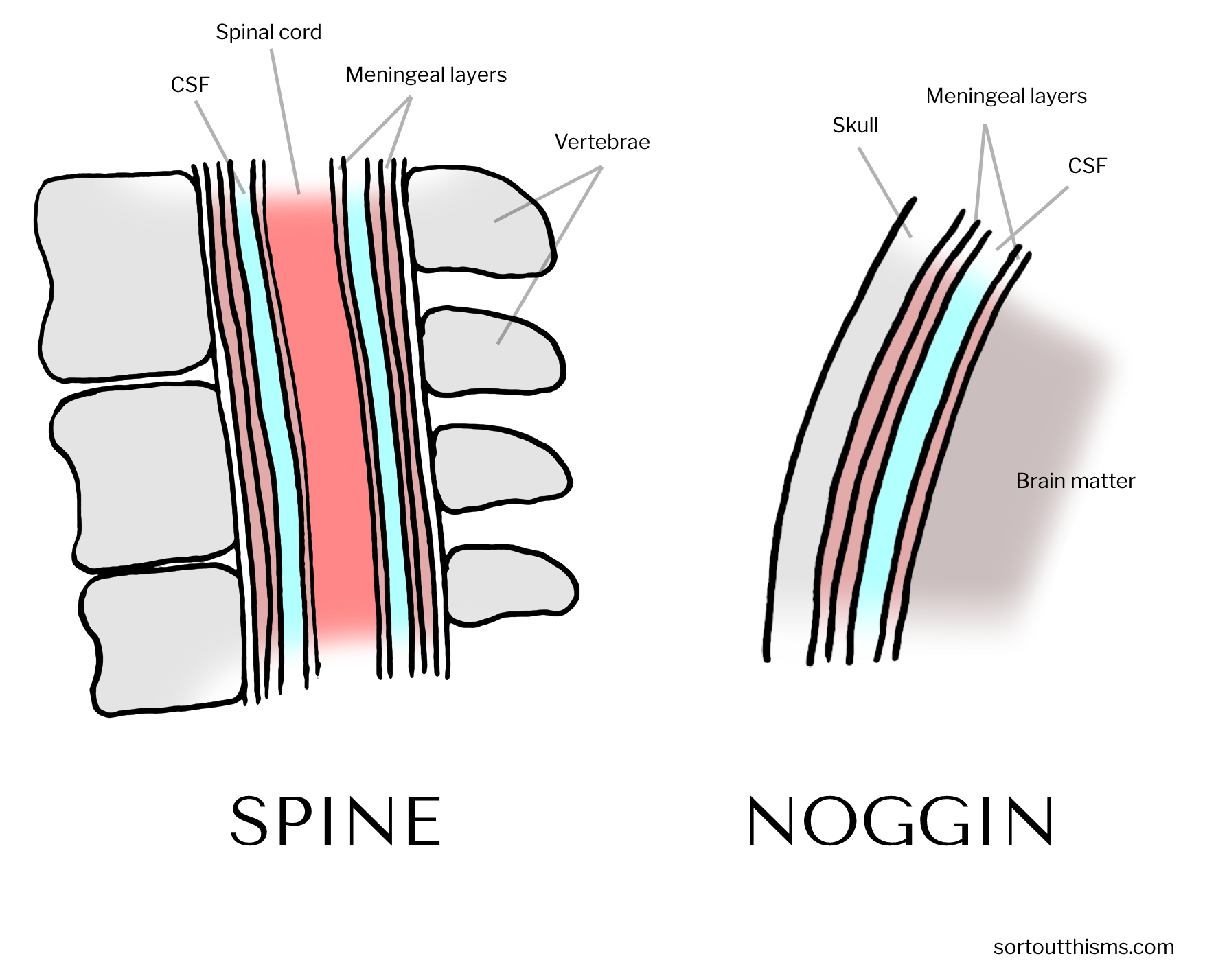 Spine and noggin in the central nervous system | Sort Out This MS