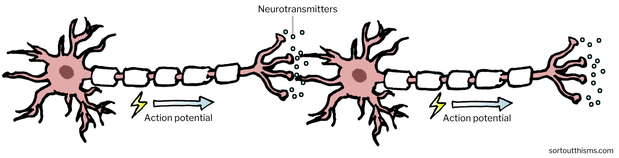 How signals are passed along neurons | Sort Out This MS