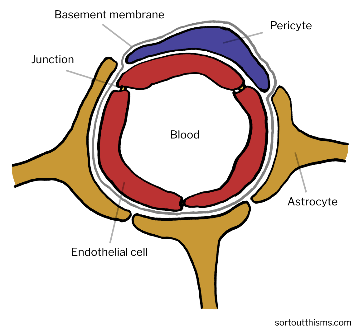 Blood-brain Barrier | Sort Out This MS