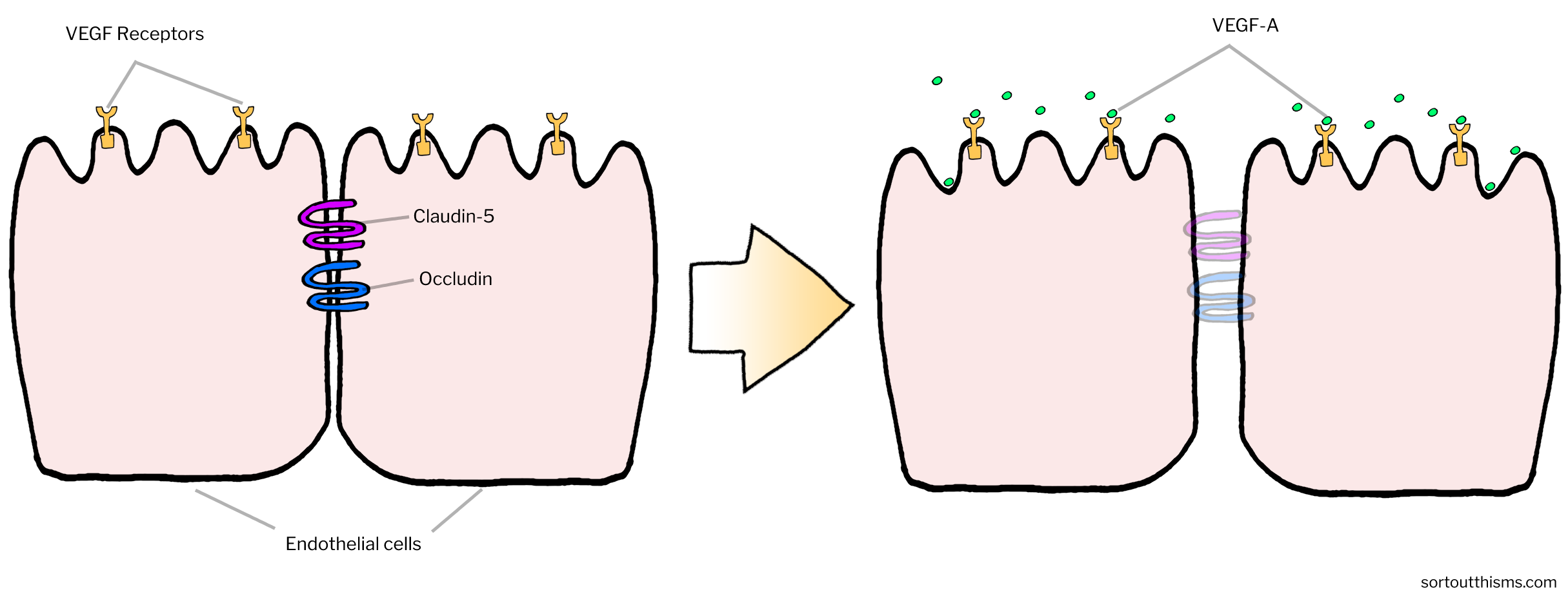 Tight junctions of the Blood-Brain Barrier | Sort Out This MS