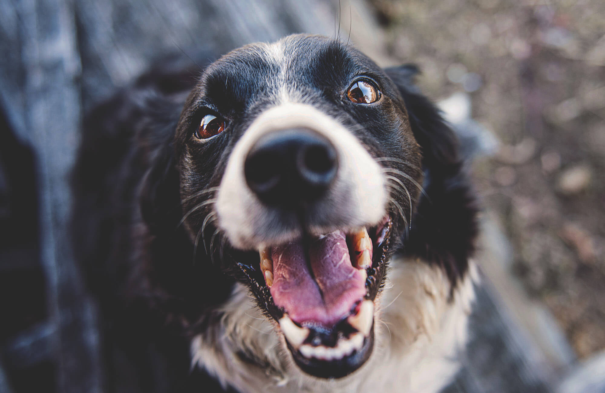 Top Dog Reality TV Series Ironbark Media