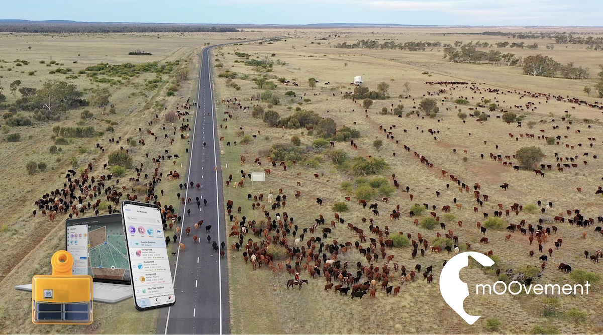 mOOvement has raised EUR1.1 million | mOOvement | GPS ear tags for ...