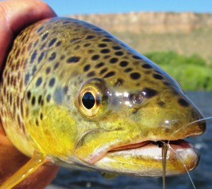 A beauty of a brown caught in front of the Palisades of the Madison.