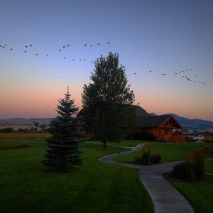 Geese Flying at Sunset