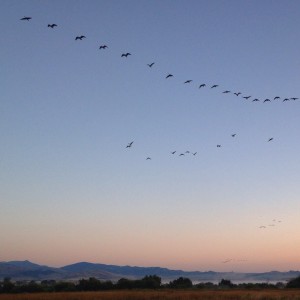 Geese Flying