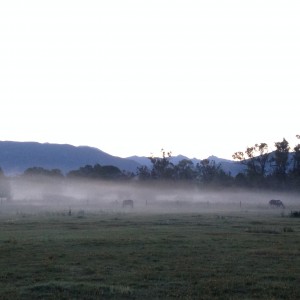 Misty Morning