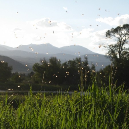 Caddis for web
