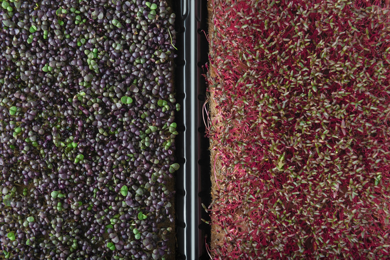 Best Shallow Trays for Growing Microgreens At Home