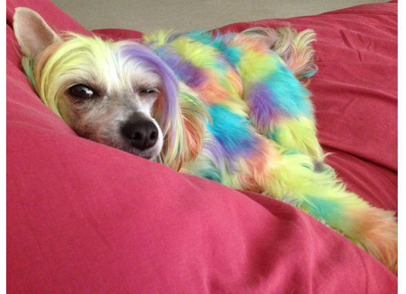 Image result for dogs with dyed hair