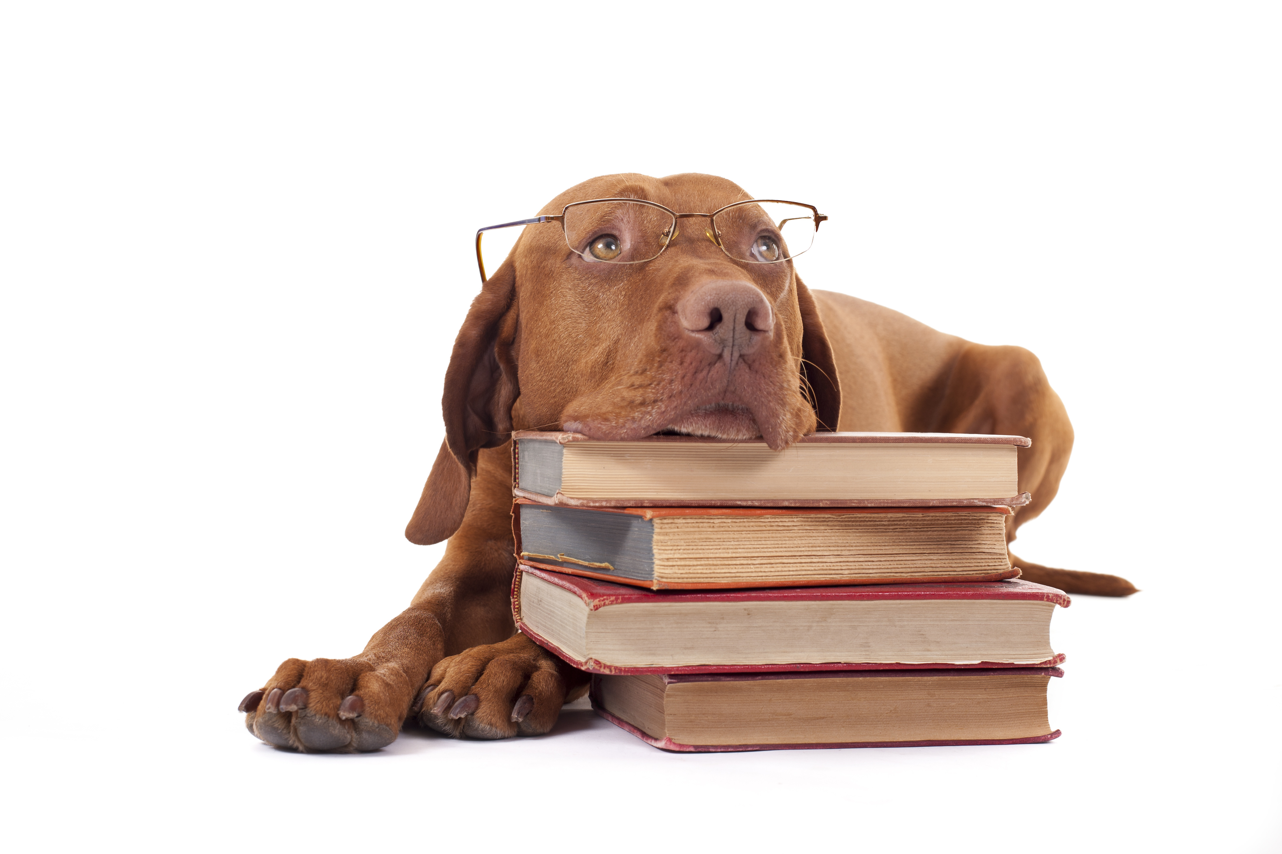 Image result for dog sitting on a pile of papers