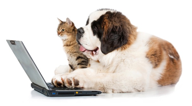 Image result for dog on computer image