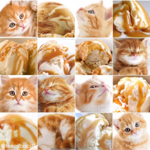 Catto or Gelato