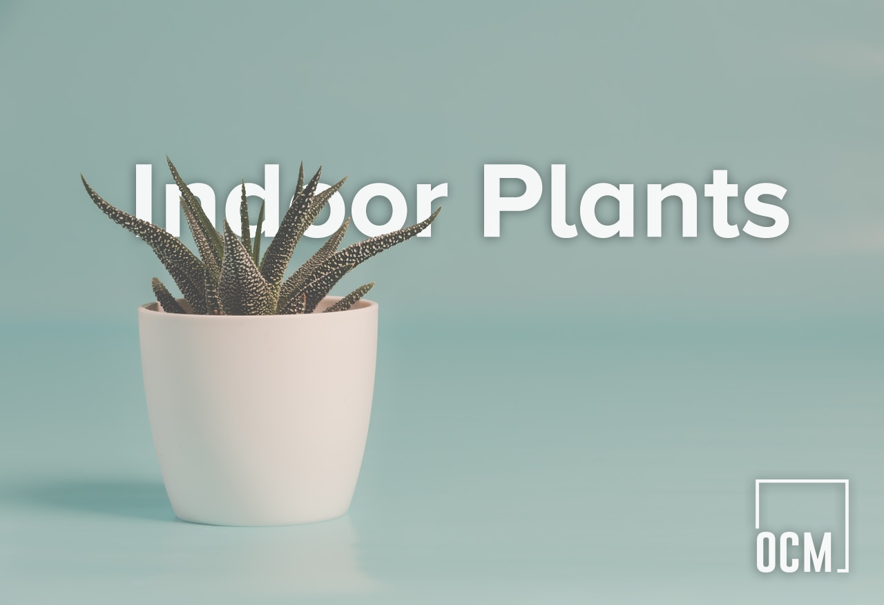 Indoor Plants