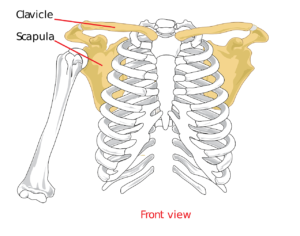 Shoulder Joint