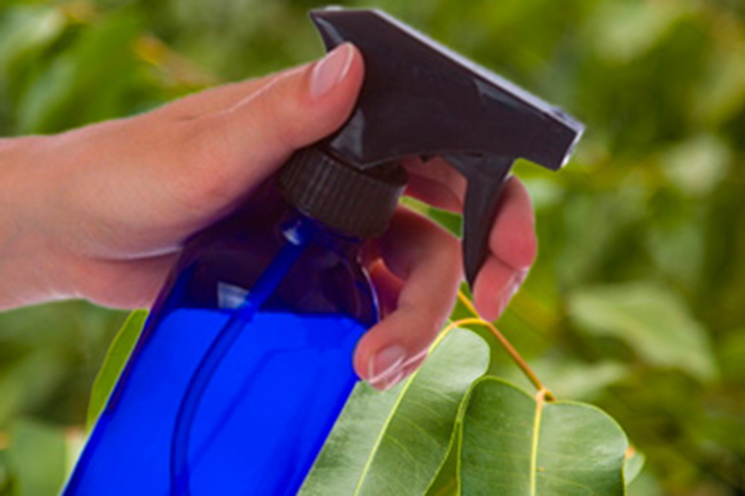 Eucalyptus Oil Spray Cleaner Living a Real Life