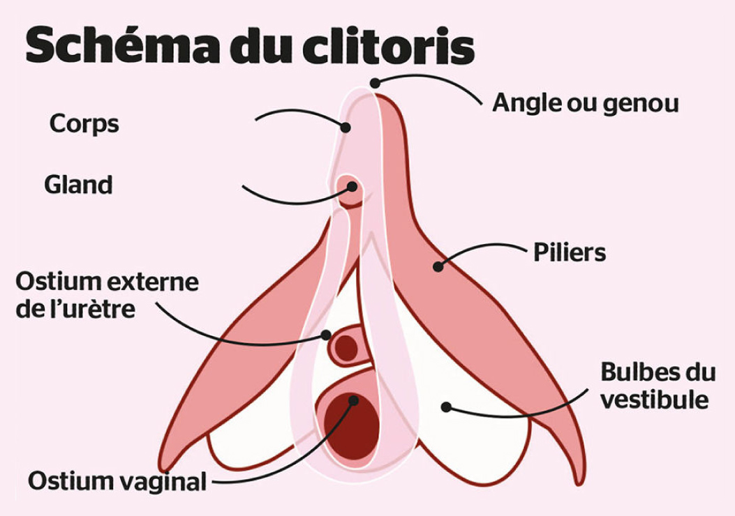 Illustration du clitoris