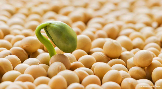 Soybean is an excellent source of phosphatidylserine.
