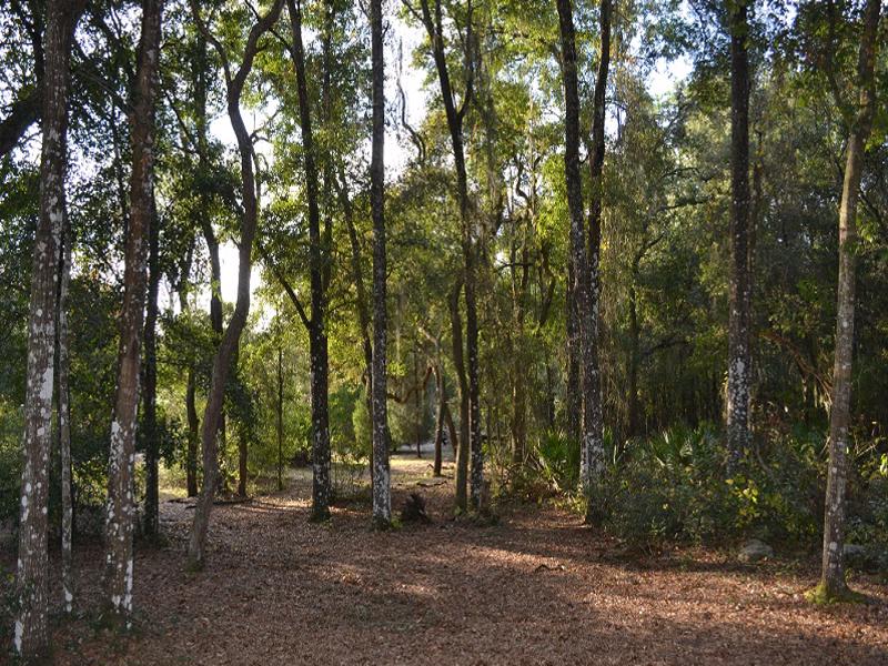 tiny house design build part one site view west