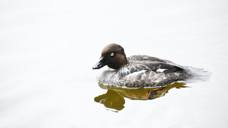 Breeding Ducks Down Slightly, But Overall Populations Good