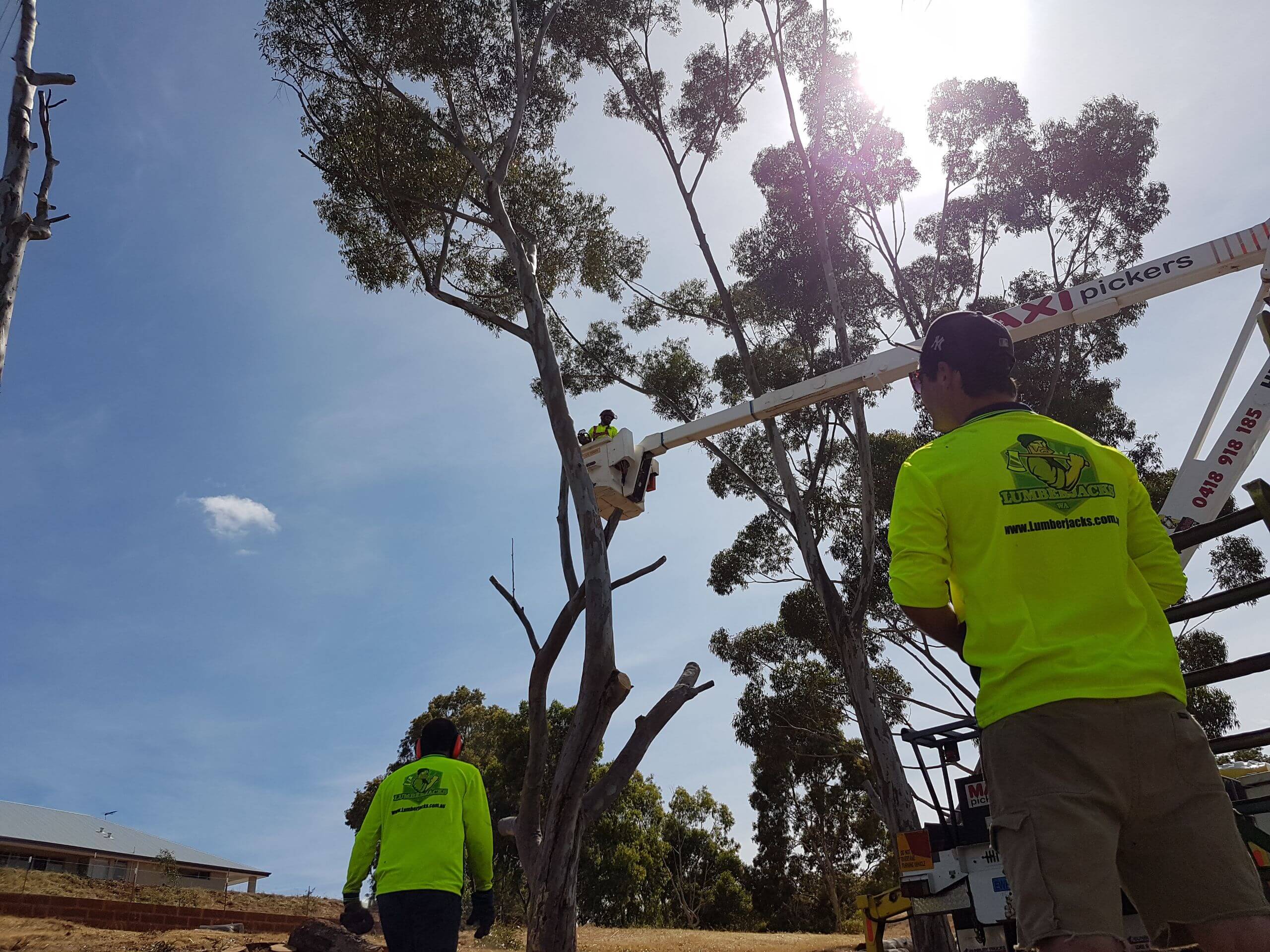 🌳 Tree Removal Perth Have Your Trees Removed Safely and Effectively