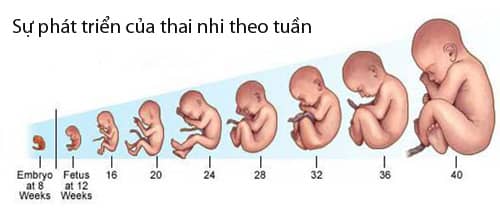 đình chỉ thai 24 tuần tuổi bằng phương pháp gì